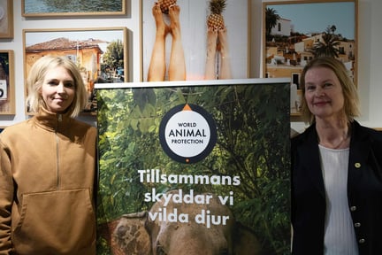 Välbesökt seminarium om djurvänlig elefantturism