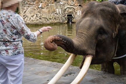 Mason Elephant Park på Bali – inget semesterparadis