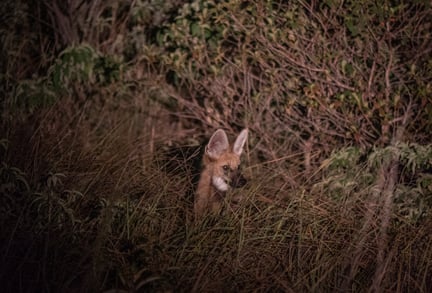 Tack vare dig: Savana har fått valpar igen