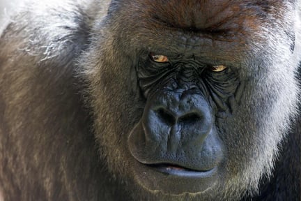 Ett tryggt hem för gorillor