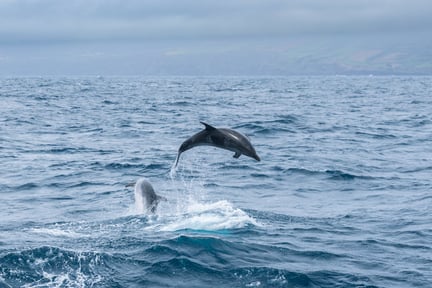 Delfin som hoppar i havet