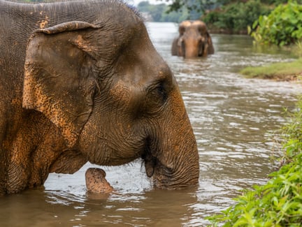 Elefant i vattnet