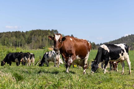 Nu införs vårt förslag om ersättning för kor på bete