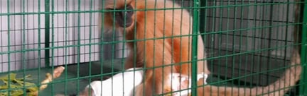 Guldlangur i en bur