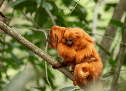 Röda lejonapor Golden Lion Tamarin Ecological Park