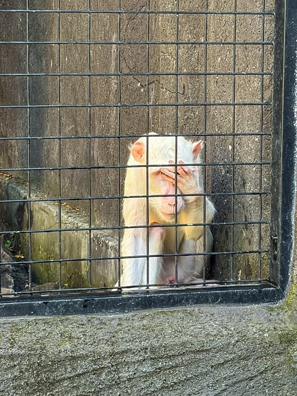 Hidden Bali Zoo Bagong