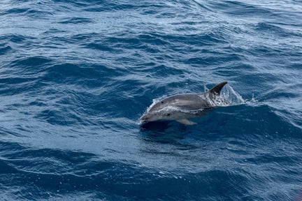 Delfin som simmar i havet