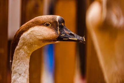 Brasilien förbjuder foie gras