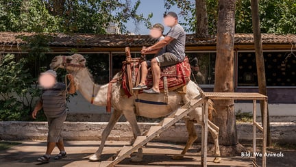 Turist-rider-kamel