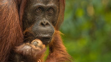 Orangutangmamma med sitt barn