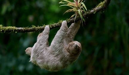 Sloth World i USA stängs ner!