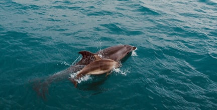 Delfin med sin unge i havet