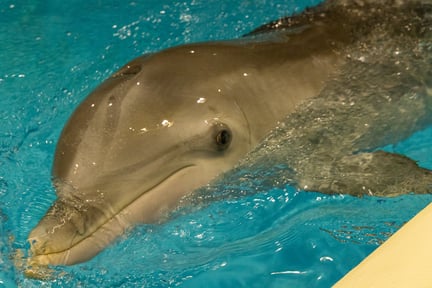 Delfin hos Kolmården