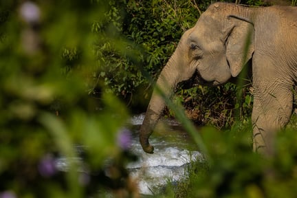 World Animal Protection Sverige - Elefanter är vilda djur som  hör hemma i naturen - Foto: Tom Svensson