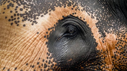 World Animal Protection Sverige - Elefanter är vilda djur som  hör hemma i naturen - Foto: Tom Svensson