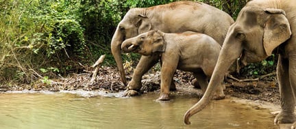 World Animal Protection Sverige