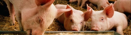 Lär känna: Grisen - World Animal Protection Sverige