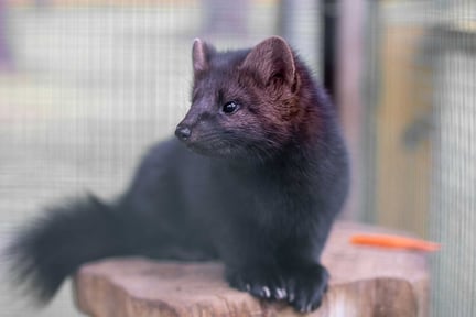 Liten mink i bur - Licens för web/some wap.se