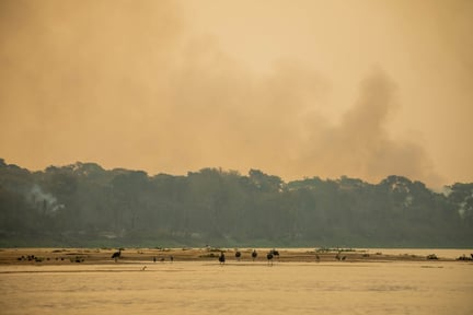 Köttindustrins bränder hotar miljontals djur i Brasilien