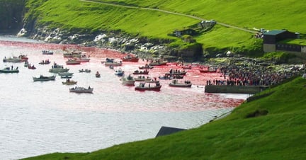 Grind - Faroe Islands