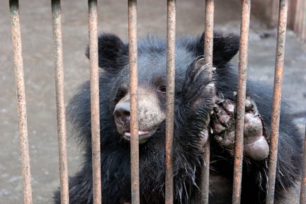 bear, bear bile,