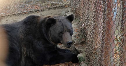 Baloo