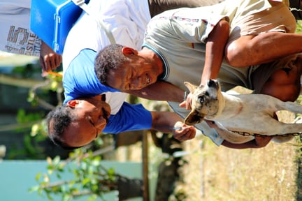 Vaccination på Flores
