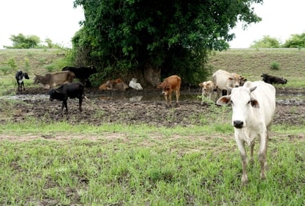  Tusentals djur får hjälp efter cyklonen Idai i södra Afrika