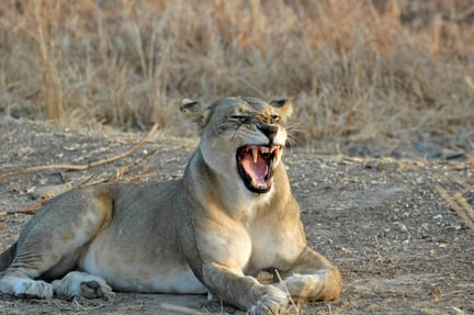 Lejon i det vilda