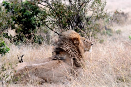 Lejon i det vilda