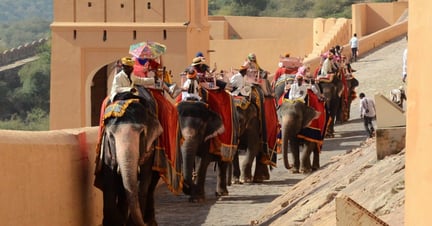 Elephants at Amer Fort