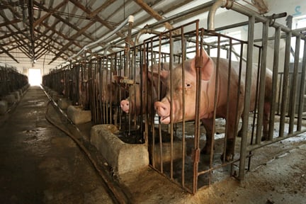 Pictured: Female breeding pigs kept in sow stalls