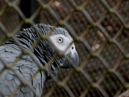 African grey parrots