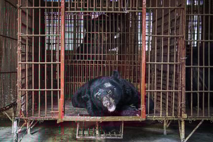 Björn hålls i fångenskap för att tappas på galla 