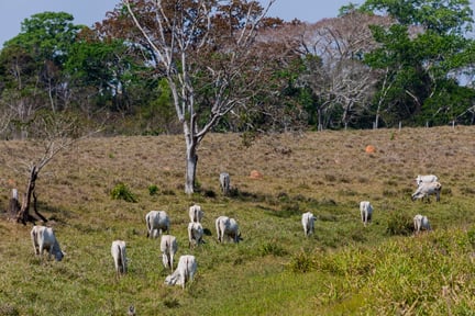 Deforestation