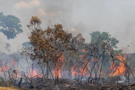Våra lungor brinner - Djur i katastrof - World ANimal Protection Sverige 