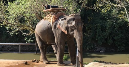 elephant being used for rides in Thailand