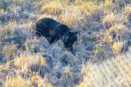 Plågade björnar får nytt liv