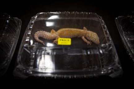 Ödla säljs på marknad i Kina