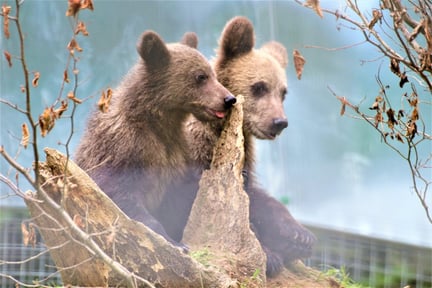 Björn i fångenskap