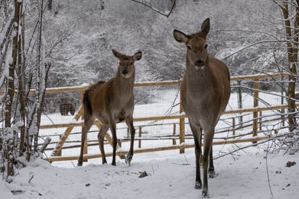 Vilda djur hör hemma i det vilda