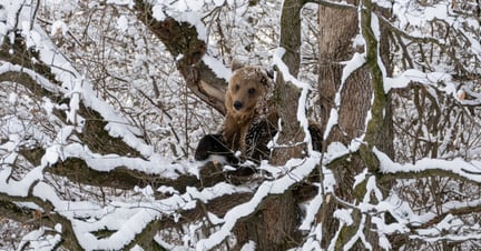 A bear in the snow at the sanctuary 