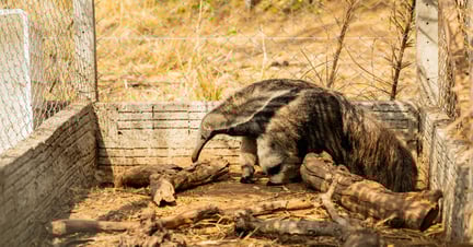 Myrslokar skadas i bränder