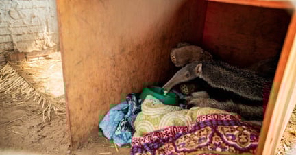Reuzenmiereneter in opvang na Braziliaanse branden