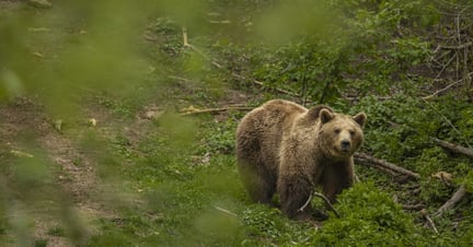 A bear in a sanctuary