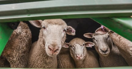 Sheep arriving at the sale yards.