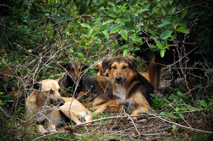 Hunde er blevet venner i stedet for fjender