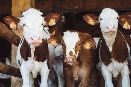 cows on farm