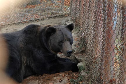 Björnen Baloo på Libearty