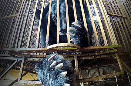 Afsløring af Vietnams ulovlige bjørnegaldefabrikker